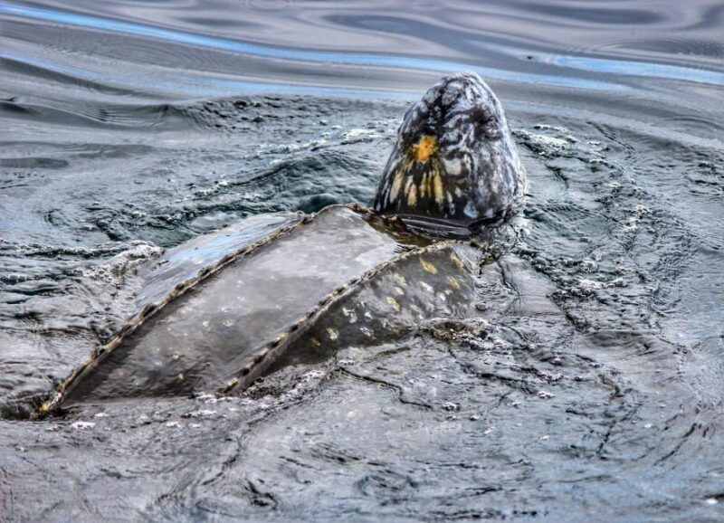 From Tauranga: Dolphin and Wildlife Cruise - FAQs