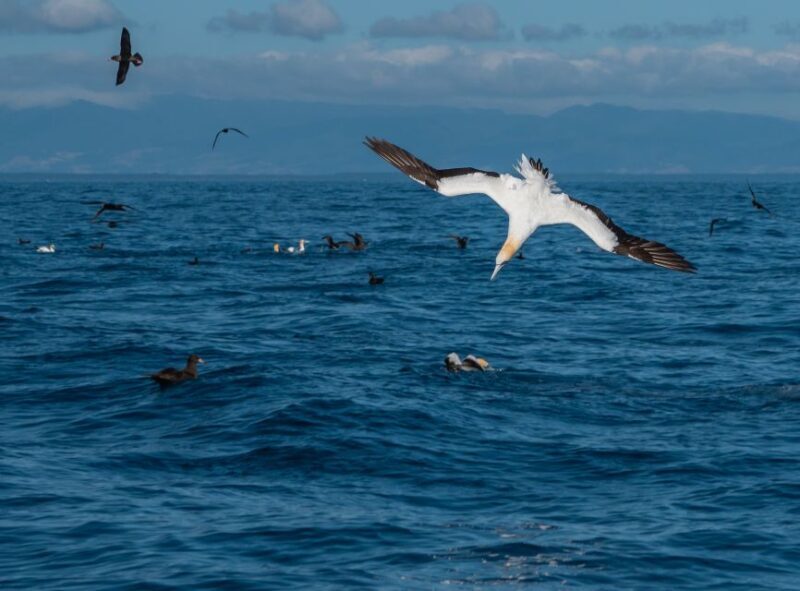 From Tauranga: Half-Day Swimming with Dolphins Tour - A Detailed Look at the Experience