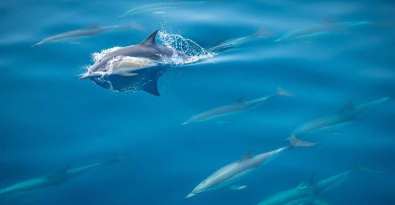 From Tauranga: Half-Day Swimming with Dolphins Tour - Who Will Love This Tour?