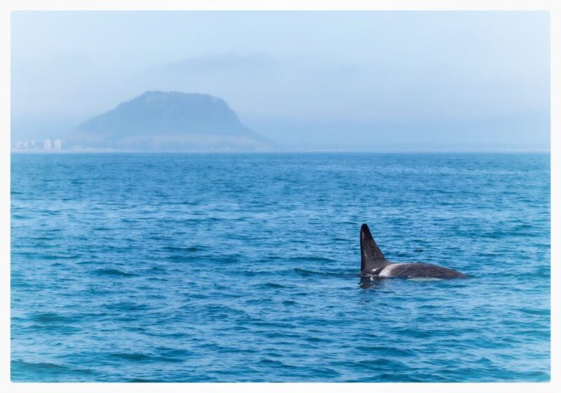 From Tauranga: Half-Day Swimming with Dolphins Tour - FAQs
