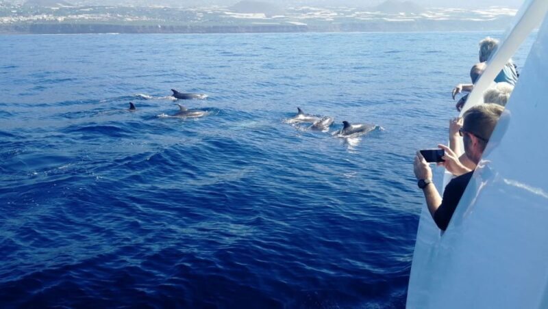 From Tazacorte: Discover the Northwest Coast by Speedy Yacht - Key Points