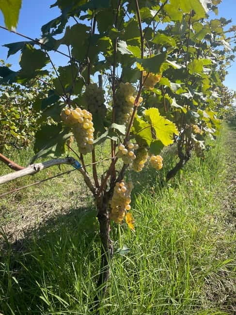 From Tbilisi: Kakheti Day Trip with Wine Tasting - Sighnaghi: The City of Love