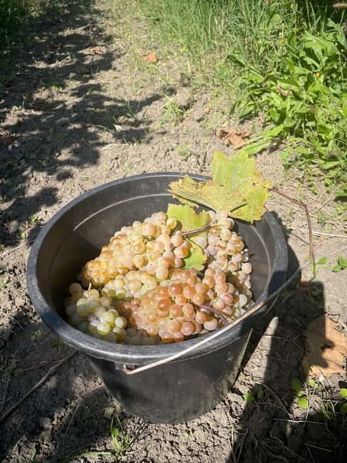 From Tbilisi: Kakheti Day Trip with Wine Tasting - What Makes This Tour Stand Out?