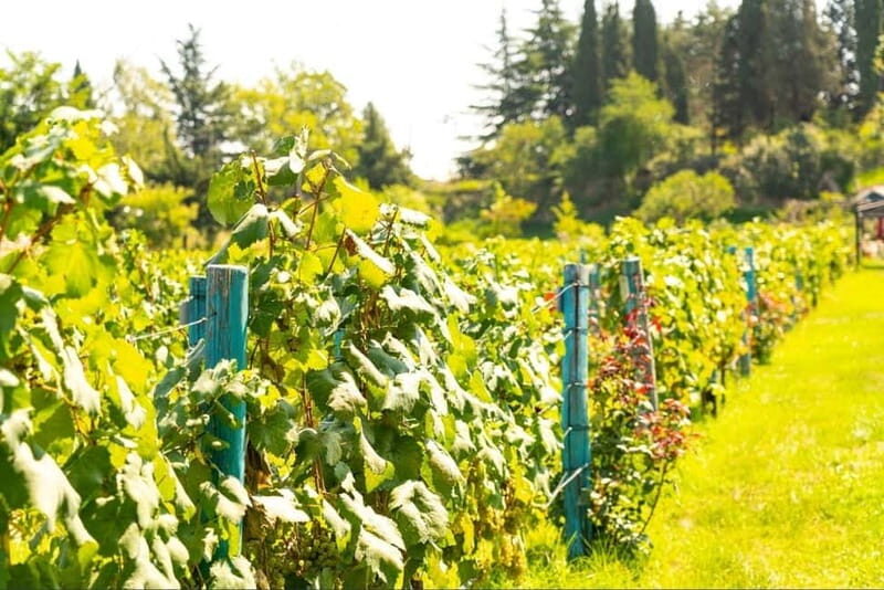 From Tbilisi: Kakheti Wine Tour with Lunch and Tastings - What Sets This Tour Apart?