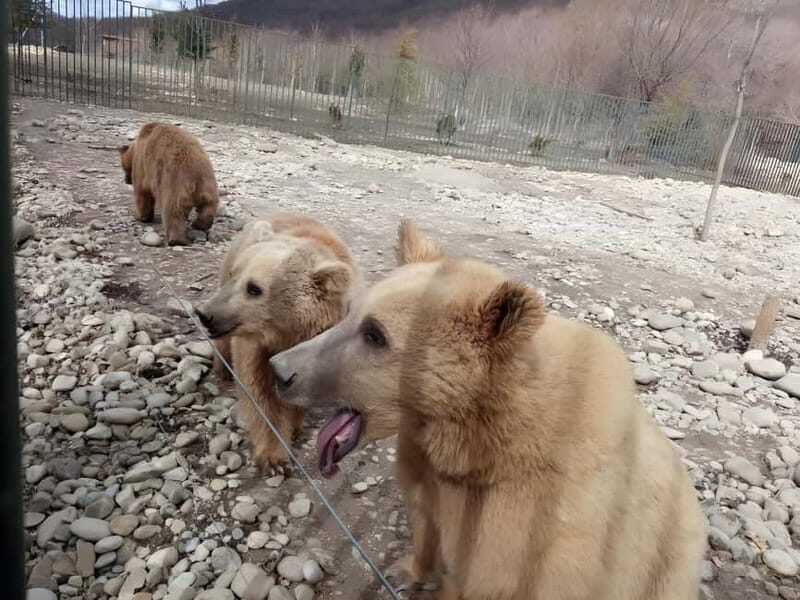 From Tbilisi: Sabaduri, Bears, Jvari & Chronicle of Georgia - From Tbilisi: Sabaduri, Bears, Jvari & Chronicle of Georgia — A Full-Day Adventure  
