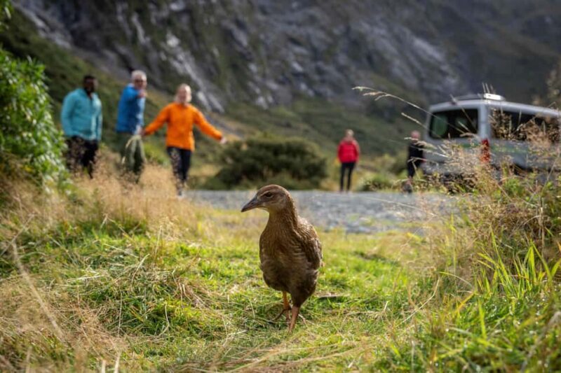 From Te Anau: Milford Sound Coach, Cruise, and Walks - Value & Pricing: Is It Worth It?