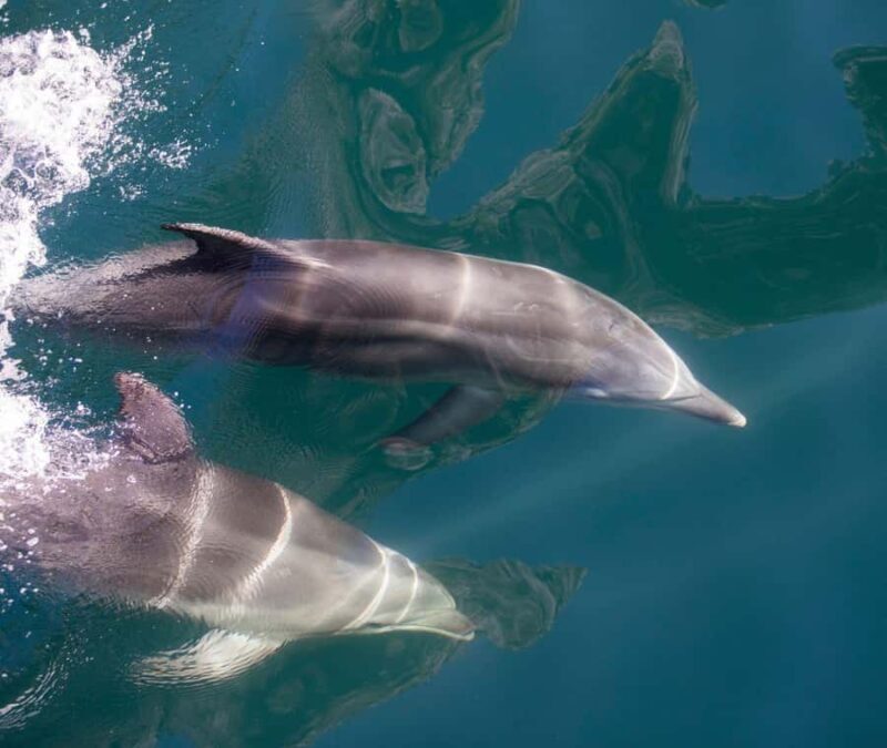 From Te Anau: Milford Sound Extended Cruise and Coach Tour - The Journey Begins in Te Anau