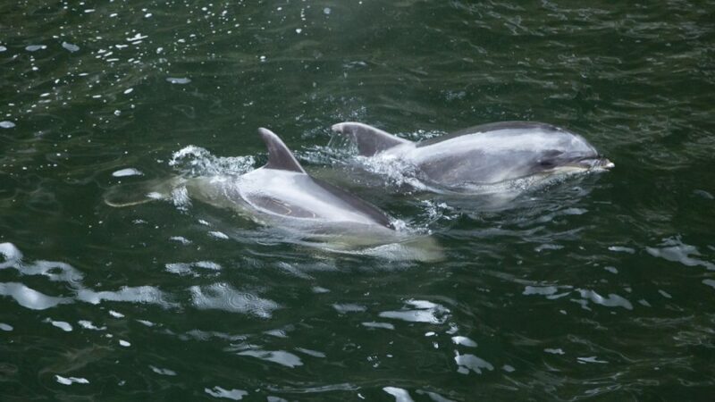 From Te Anau: Milford Sound Tour with Cruise and Lunch - An Overview of the Milford Sound Tour Experience