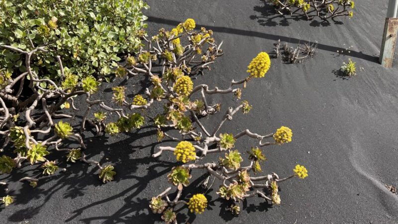 from-tenerife-day-trip-to-la-palma-volcanic-landscapes