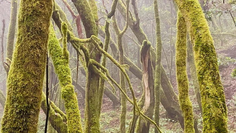 From Tenerife South: La Gomera Full-Day Trip with Transfers - Transportation and Practical Details