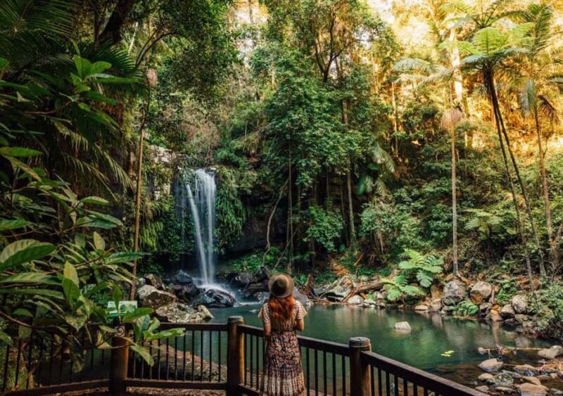 From the Gold Coast Hop on Hop off Bus to Tamborine Mountain - An In-Depth Look at the Experience