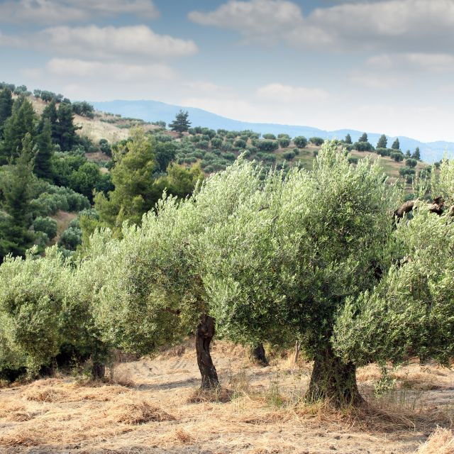 from-thessaloniki-chalkidiki-hidden-gems-private-day-trip