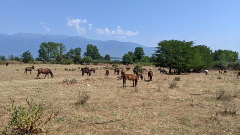 From Thessaloniki: Lake Kerkini, Boat Ride & Winery Day Tour - Discovering the Serres Winemaking Tradition