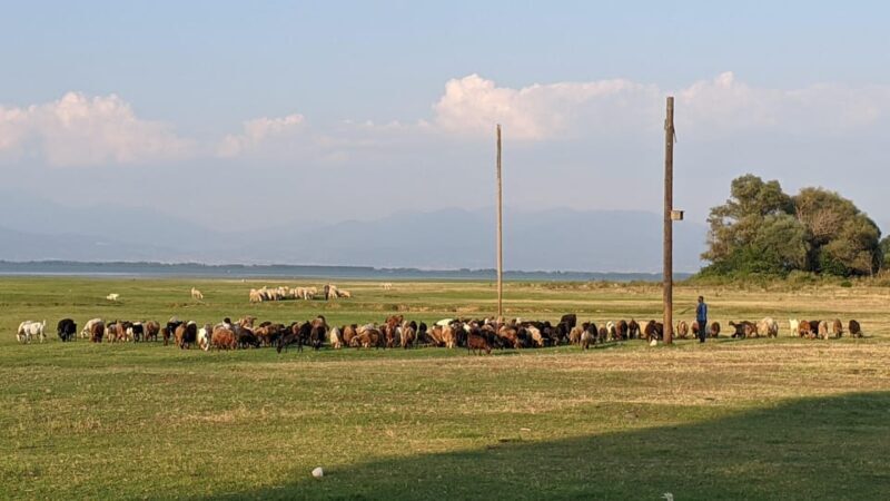 From Thessaloniki: Lake Kerkini, Boat Ride & Winery Day Tour - Practical Details: What to Know Before You Go