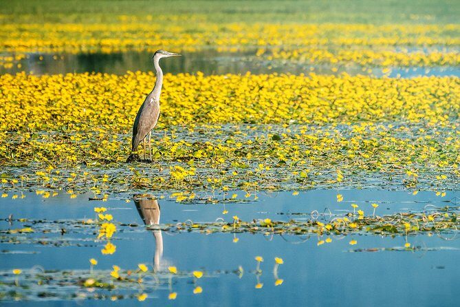 From Thessaloniki: Private Day Trip to Kerkini Lake - Frequently Asked Questions