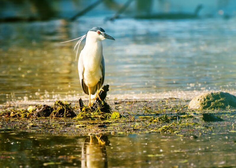 From Thessaloniki: Private Day Trip to Kerkini Lake - The Sum Up