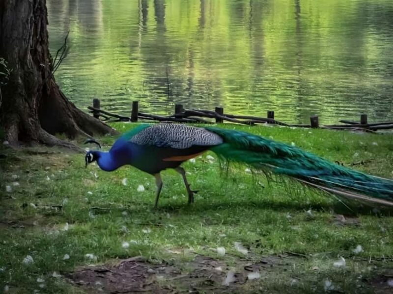 From Tirana 3 Day Lin, Lake Ohrid, Pogradec and Korca - FAQ