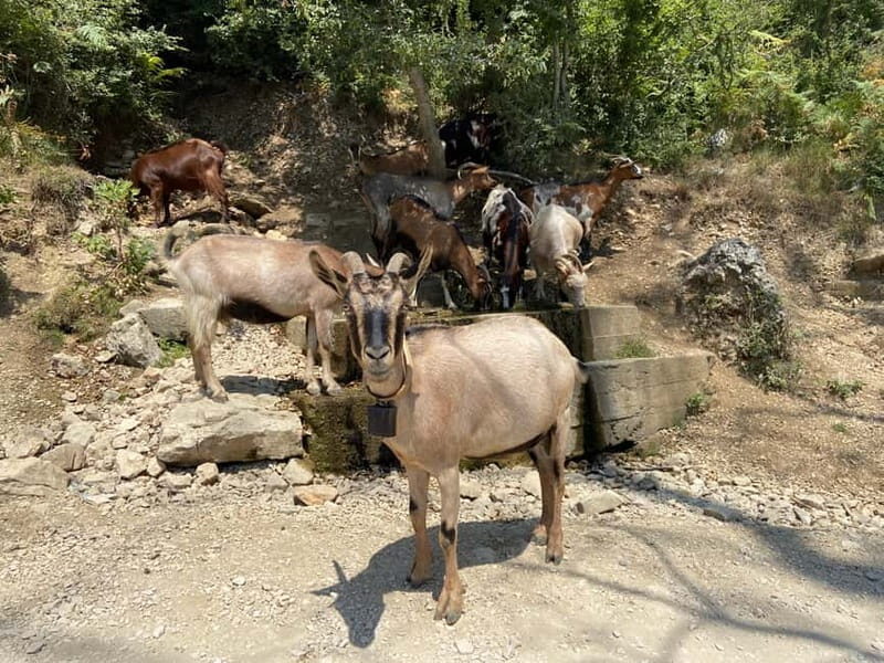 FROM TIRANA: Bovilla Lake & Gamti Mountain Hiking Trip - A Closer Look at the Itinerary