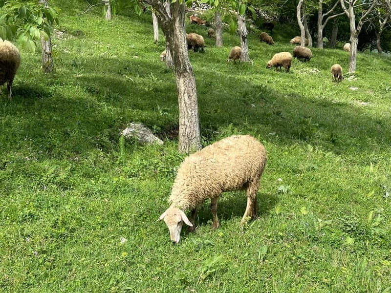 From Tirana: Bovilla Lake & Gamti Mountain Viewpoint Hike - The Guides: What Travelers Say