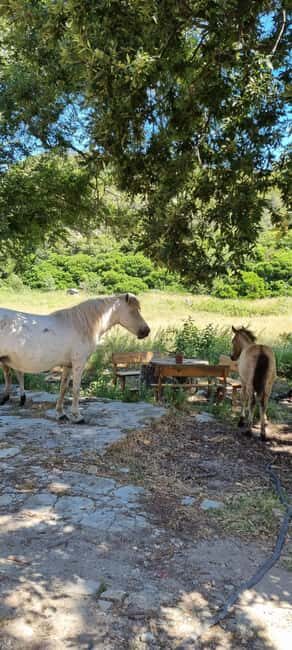 From Tirana: Cape of Rodon Sunset Photography Tour & Hiking! - Authentic Experiences and Review Insights