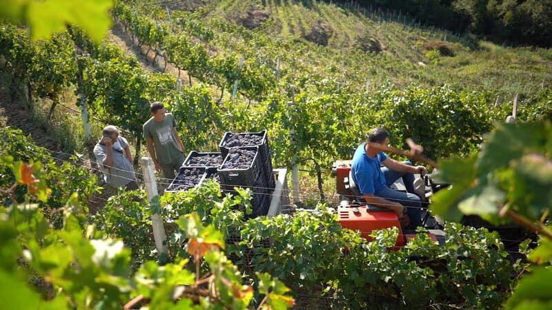 From Tirana/Durres/Golem: Cape of Rodon & Wine Tasting Tour. - The Majestic Cape of Rodon and Its Highlights