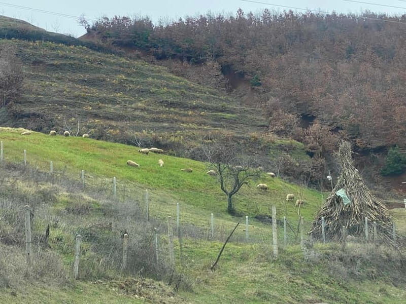 From Tirana/Durres: THINK GLOBAL, ACT AS A LOCAL - FAQ