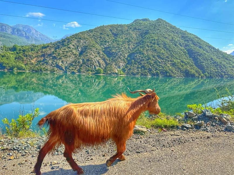 From Tirana/Shkodra: Komani Lake and Shala River Day Trip - A Complete Look at the Komani Lake and Shala River Day Trip