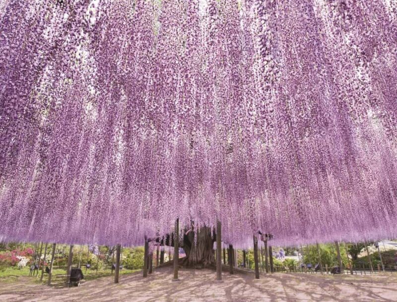 From Tokyo: Ashikaga Flower Park and Hitachi Park Tour - Practical Info: What to Expect