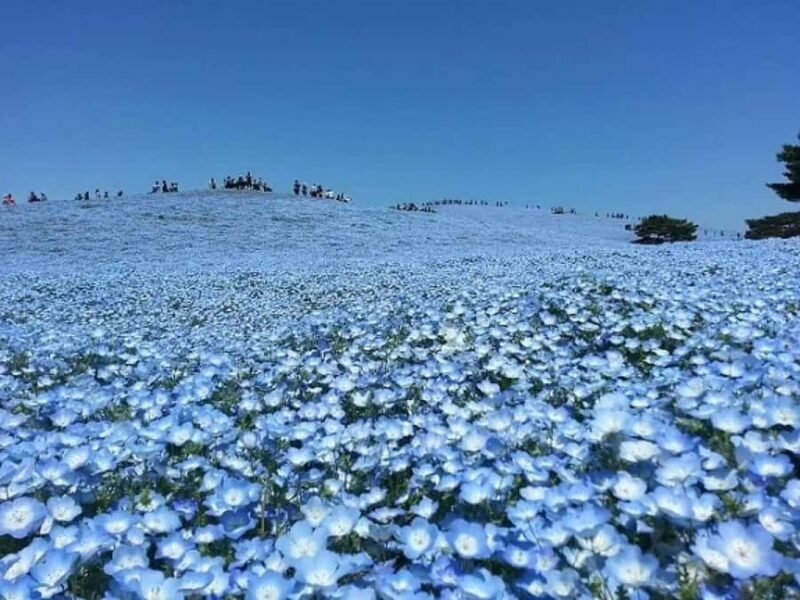 From Tokyo: Ashikaga Flower Park and Hitachi Park Tour - Who Would Love This Tour?