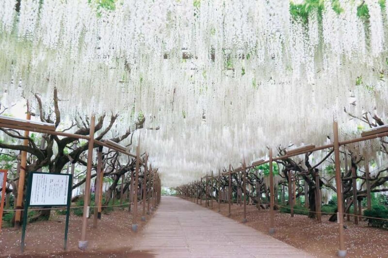 From Tokyo: Ashikaga Flower Park and Hitachi Park Tour - FAQ