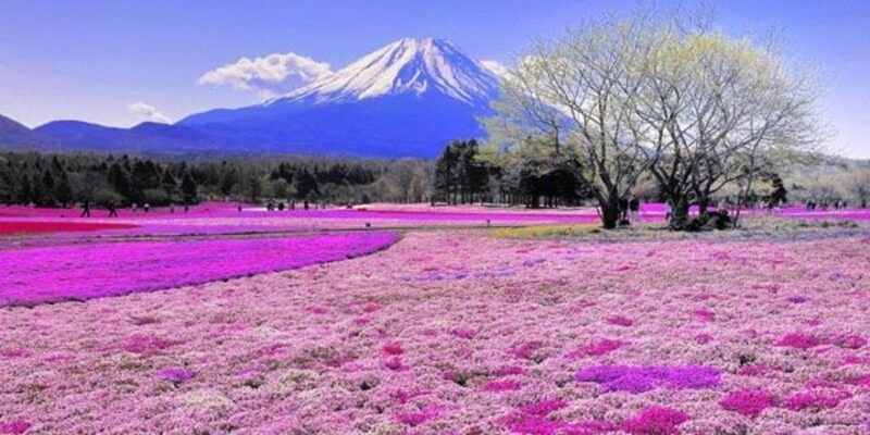 from-tokyo-guided-day-trip-to-kawaguchi-lake-and-mt-fuji