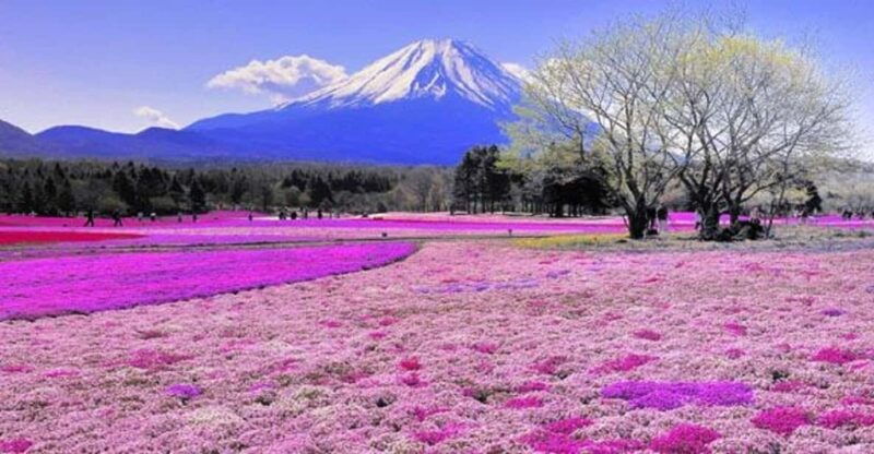 from-tokyo-guided-day-trip-to-kawaguchi-lake-and-mt-fuji