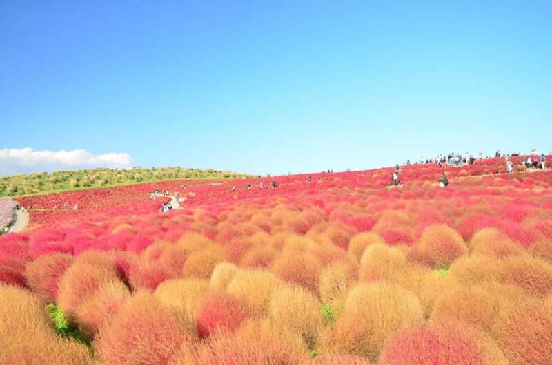 From Tokyo: Hitachi seaside Park & Oarai Isosaki Shrine Tour - Why You’ll Love This Tour  