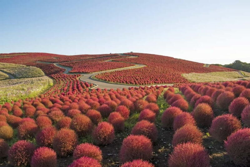 From Tokyo: Hitachi seaside Park & Oarai Isosaki Shrine Tour - Practical Details and What to Expect  