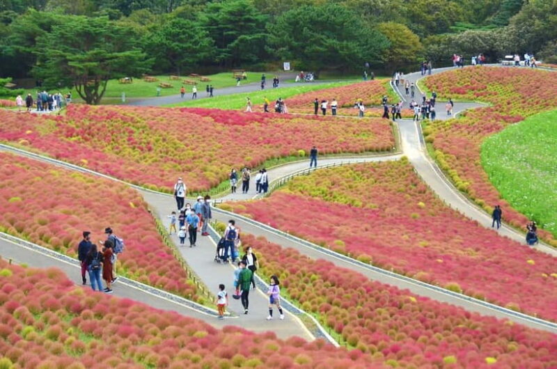 From Tokyo: Hitachi seaside Park & Oarai Isosaki Shrine Tour - Final Thoughts  