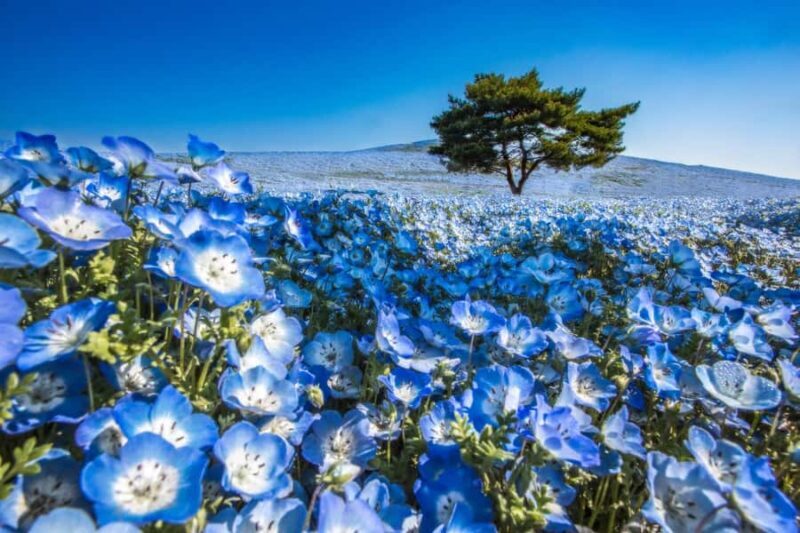 From Tokyo: Hitachi Seaside Park, Sea Torii & Great Buddha - The Sea Torii at Kamiiso-no-Torii Shrine