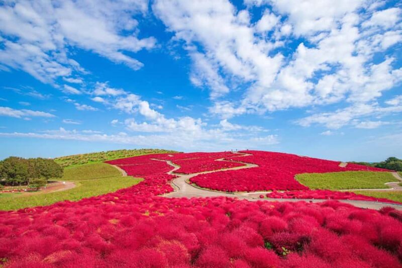 From Tokyo: Hitachi Seaside Park, Sea Torii & Great Buddha - Considerations and Final Thoughts