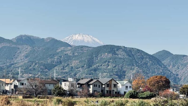 From Tokyo: Kaisei Tea Leaf Picking & Farm-to-Table Lunch - Key Points