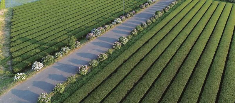 From Tokyo: Kaisei Tea Leaf Picking & Farm-to-Table Lunch - Overview of the Experience