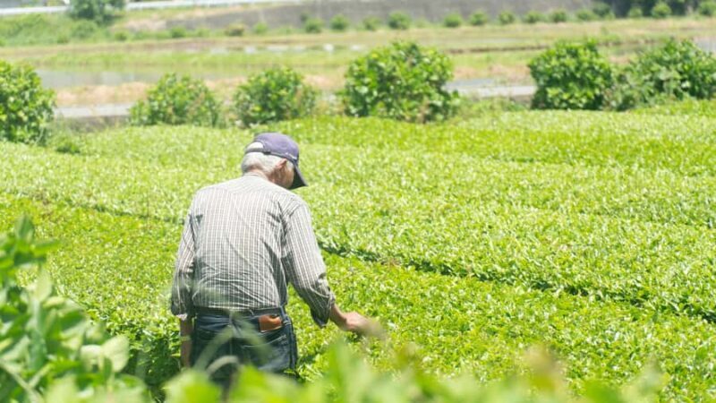 From Tokyo: Kaisei Tea Leaf Picking & Farm-to-Table Lunch - FAQ