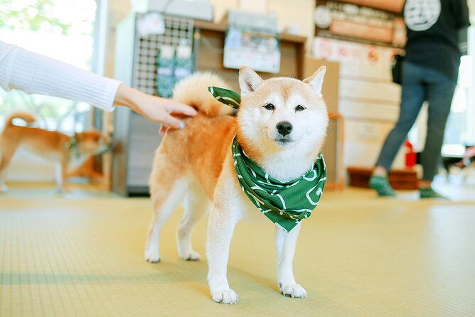 from-tokyo-kamakura-hachimangu-shrine-and-enoshima-full-day-tour