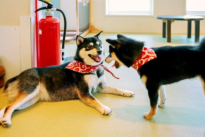 from-tokyo-kamakura-hachimangu-shrine-and-enoshima-full-day-tour