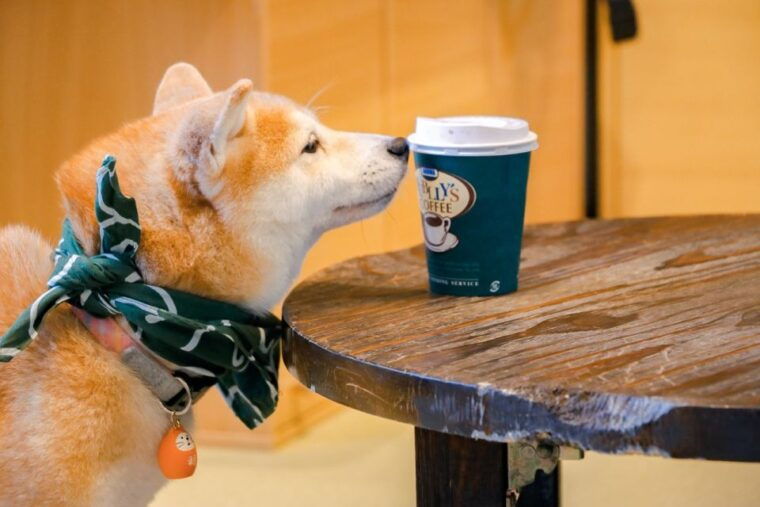 from-tokyo-kamakura-hachimangu-shrine-enoshima-day-tour