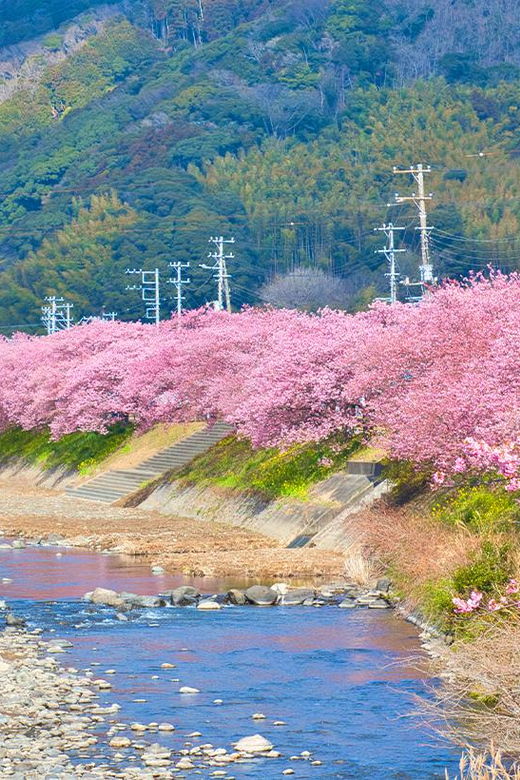 from-tokyo-kawazu-sakura-strawberry-hot-spring-day-tour