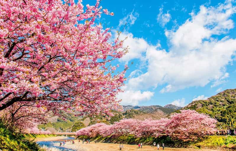 from-tokyo-kawazu-sakura-strawberry-hot-spring-day-tour