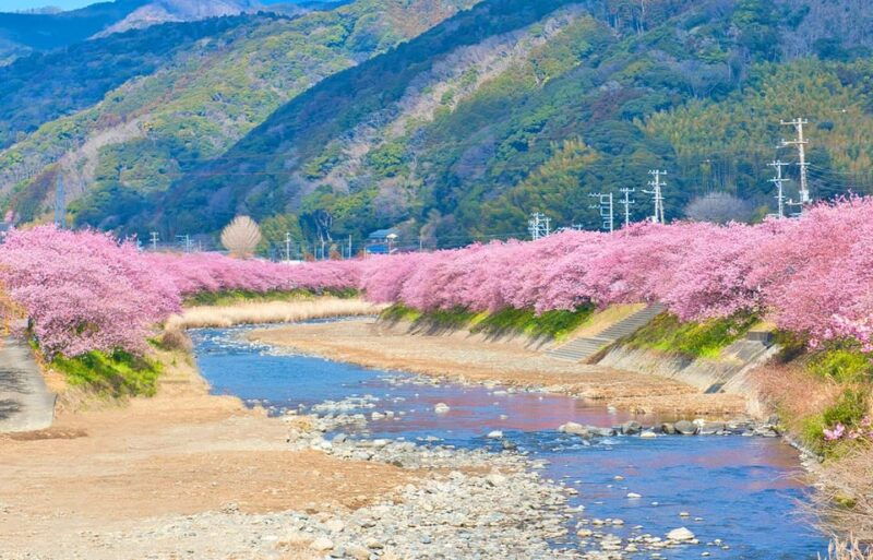 from-tokyo-kawazu-sakura-strawberry-hot-spring-day-tour