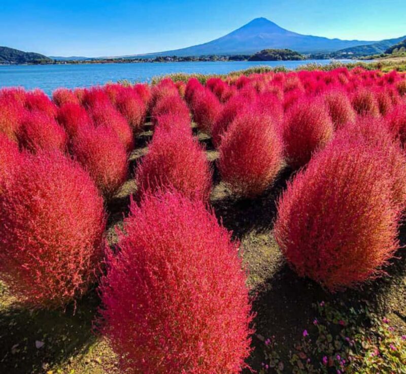 From Tokyo: Mount Fuji and Hakone Customizable Private Tour - Key Points