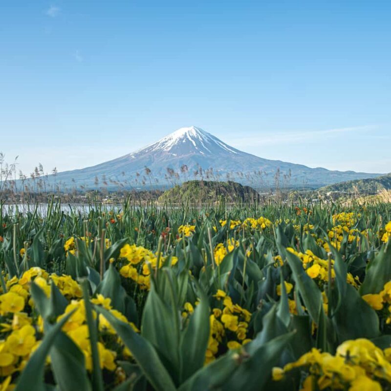 From Tokyo: Mount Fuji Five Lakes Private Full Day Tour - The Value of this Tour