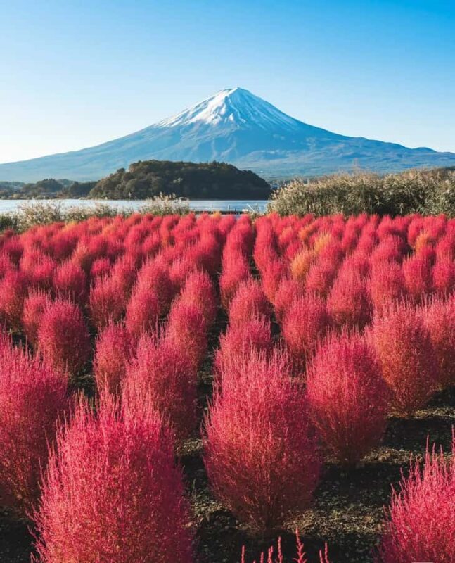 From Tokyo: Mount Fuji Full Day Customized Private Tour 9pax - Key Points