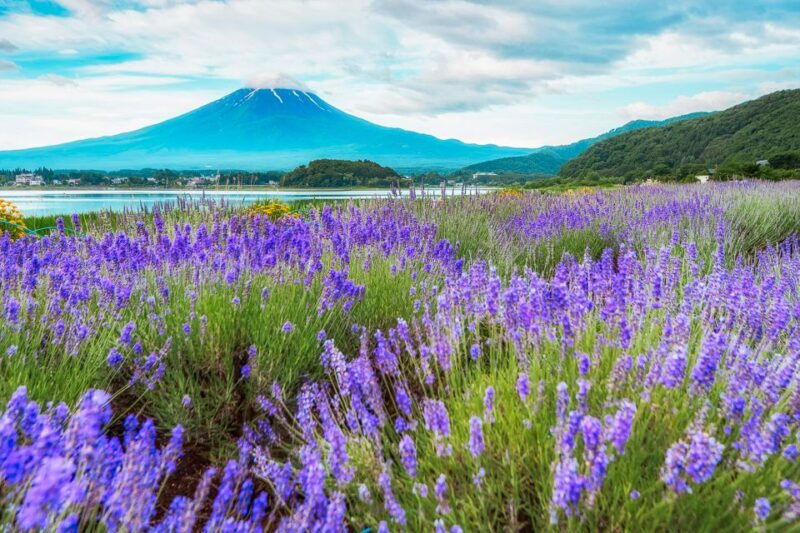 from-tokyo-mount-fuji-full-day-sightseeing-trip